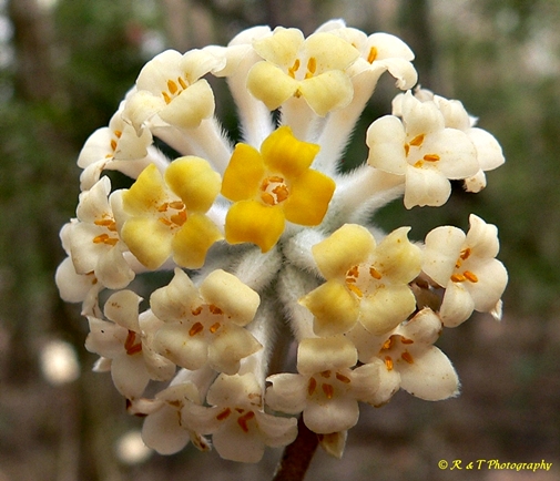 {Edgeworthia papyrifera}